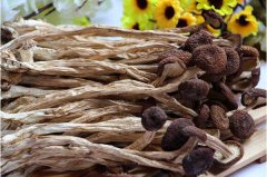 茶树菇的栽培：选对品种+合理的环境管理=高的生物转化率